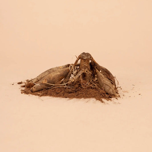 Dahlia Tuber Clump