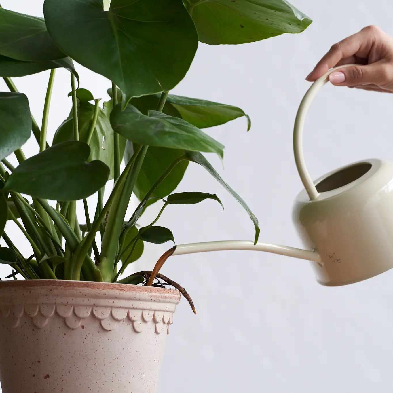 Arber Plant Food