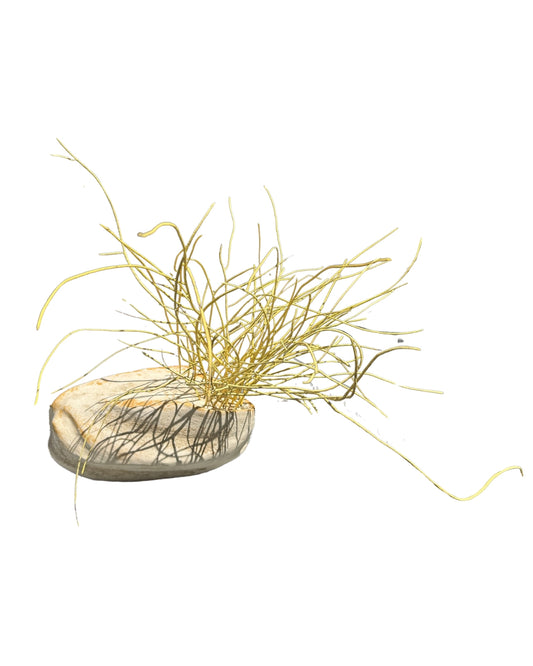 Wild Weed #52