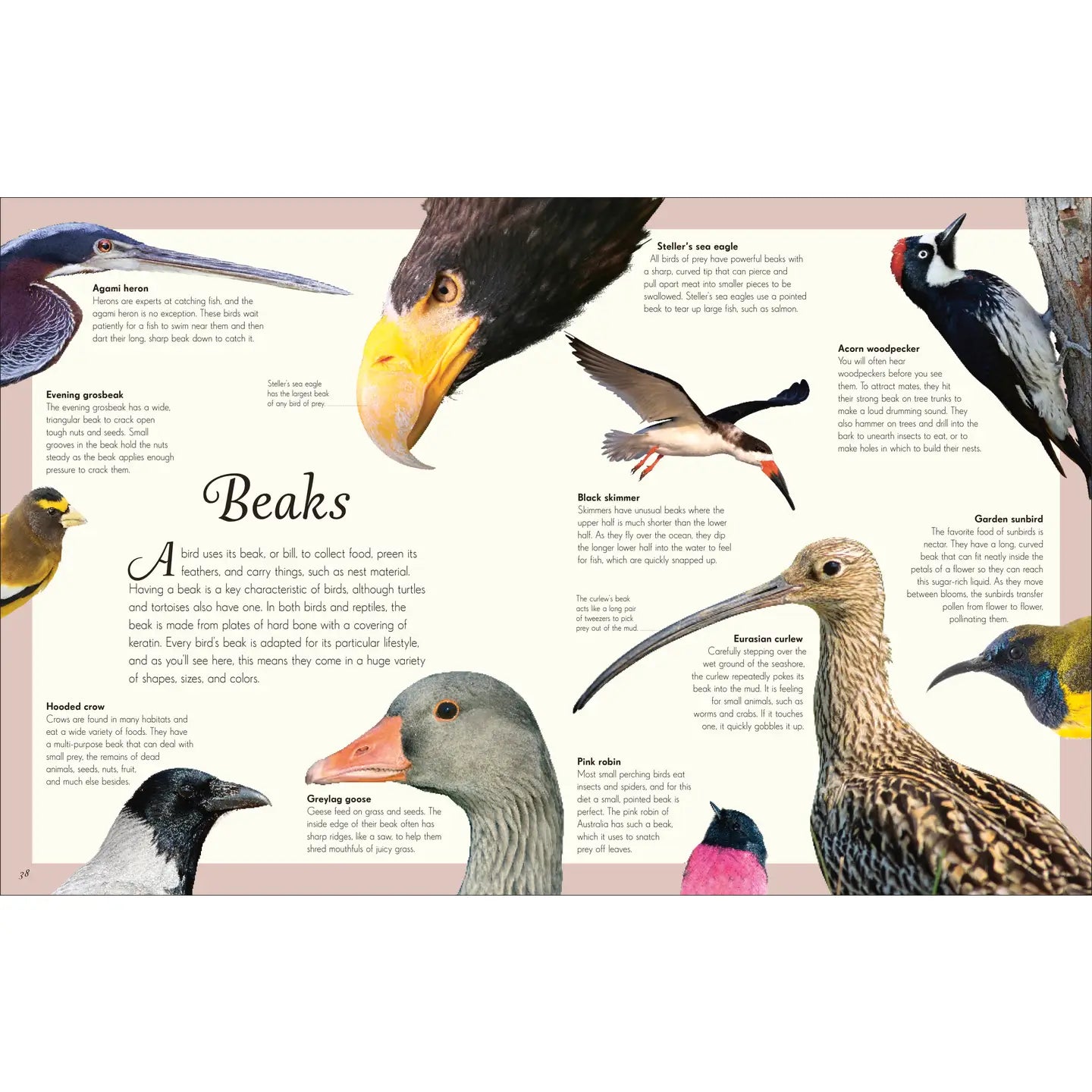 Anthology Birds