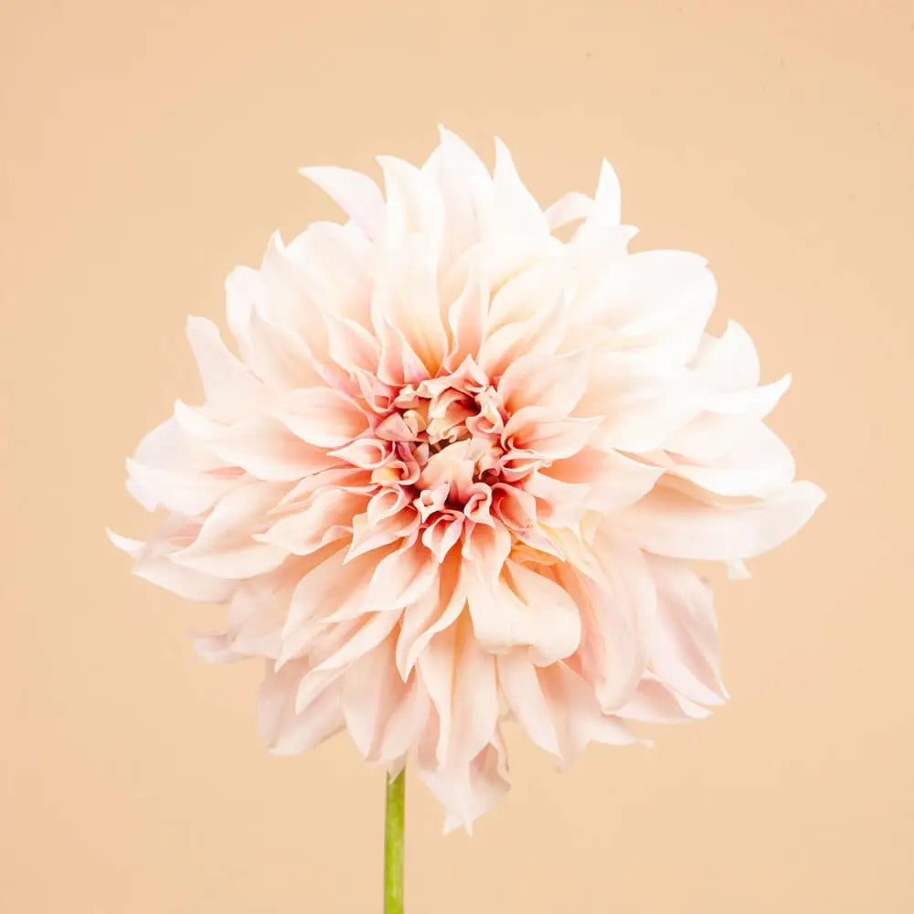 Dahlia Tuber Clump