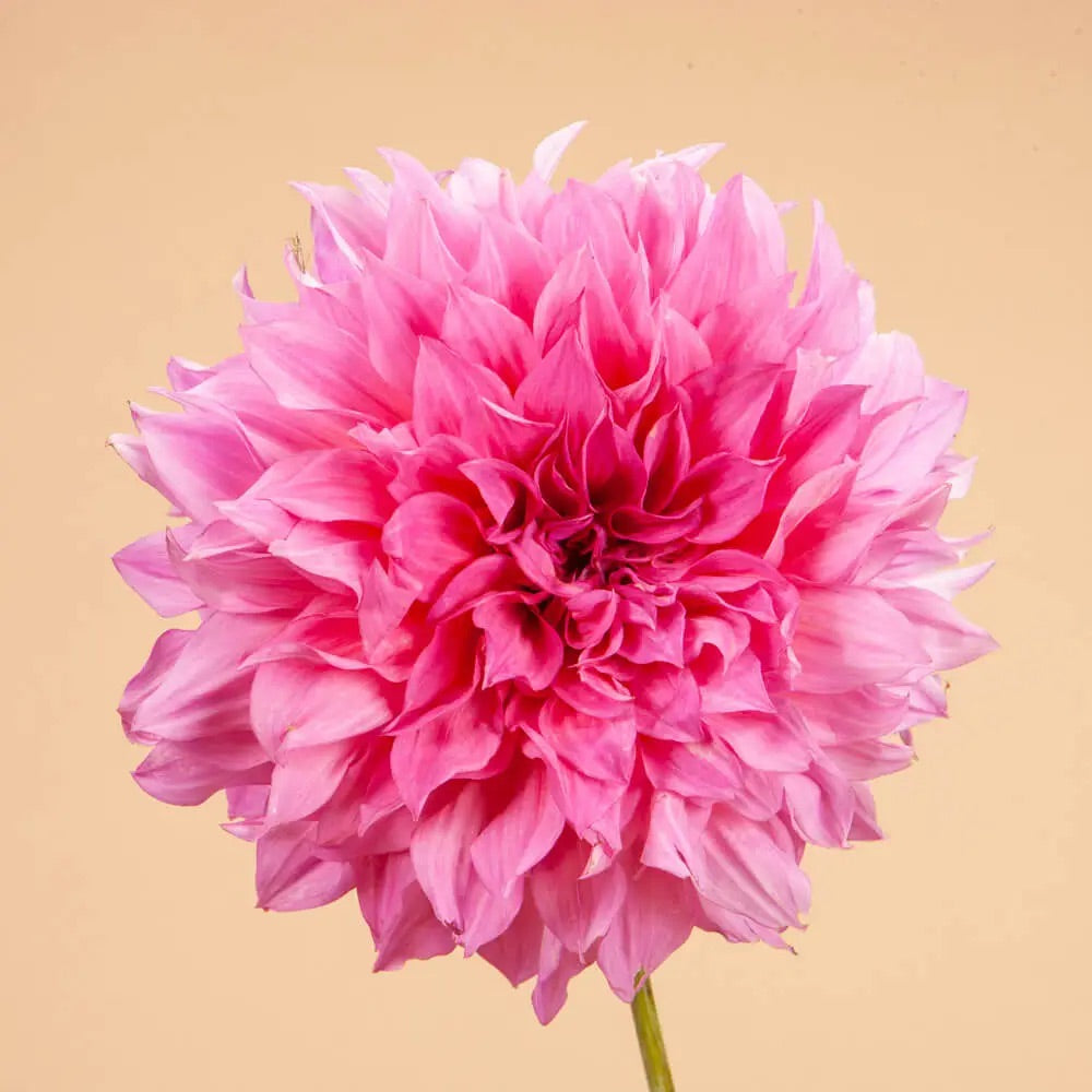 Dahlia Tuber Clump