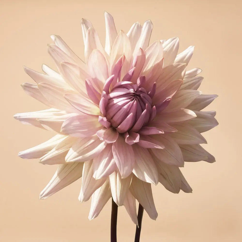 Dahlia Tuber Clump