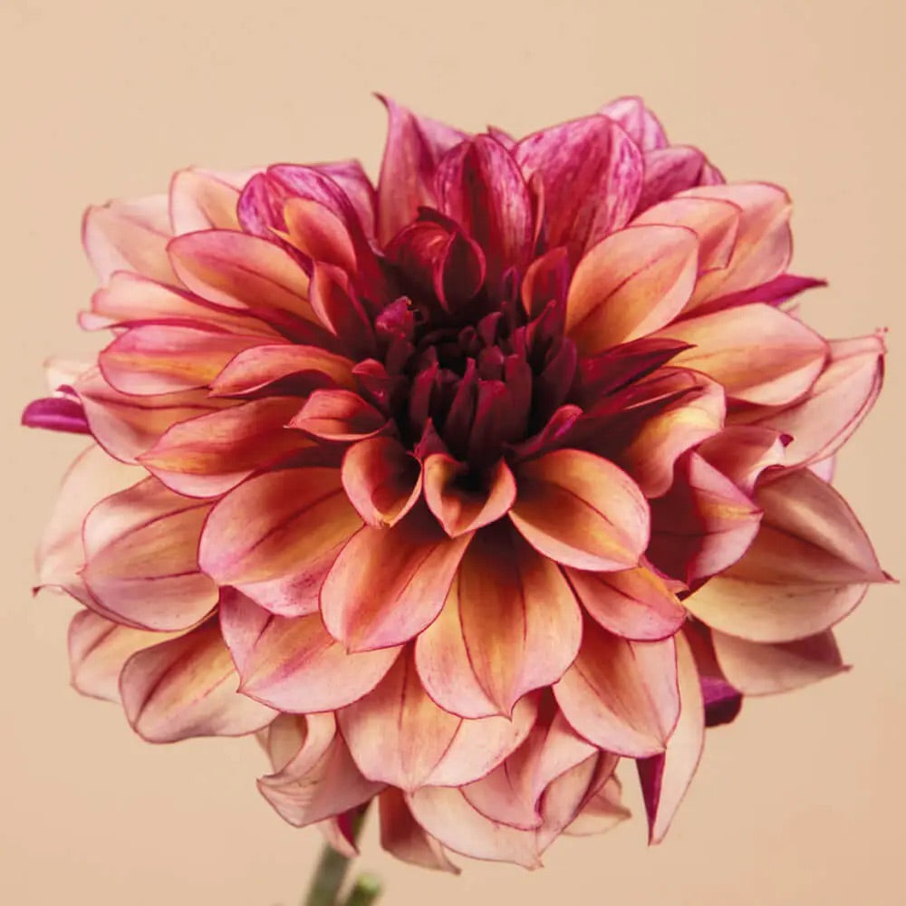 Dahlia Tuber Clump