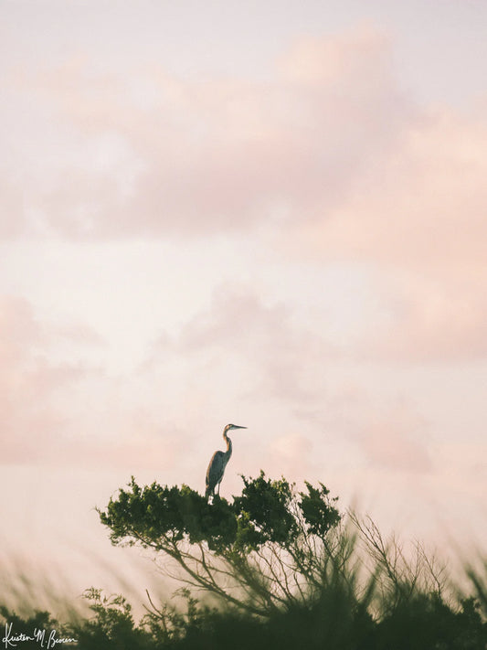8x10 Egret en Rosé