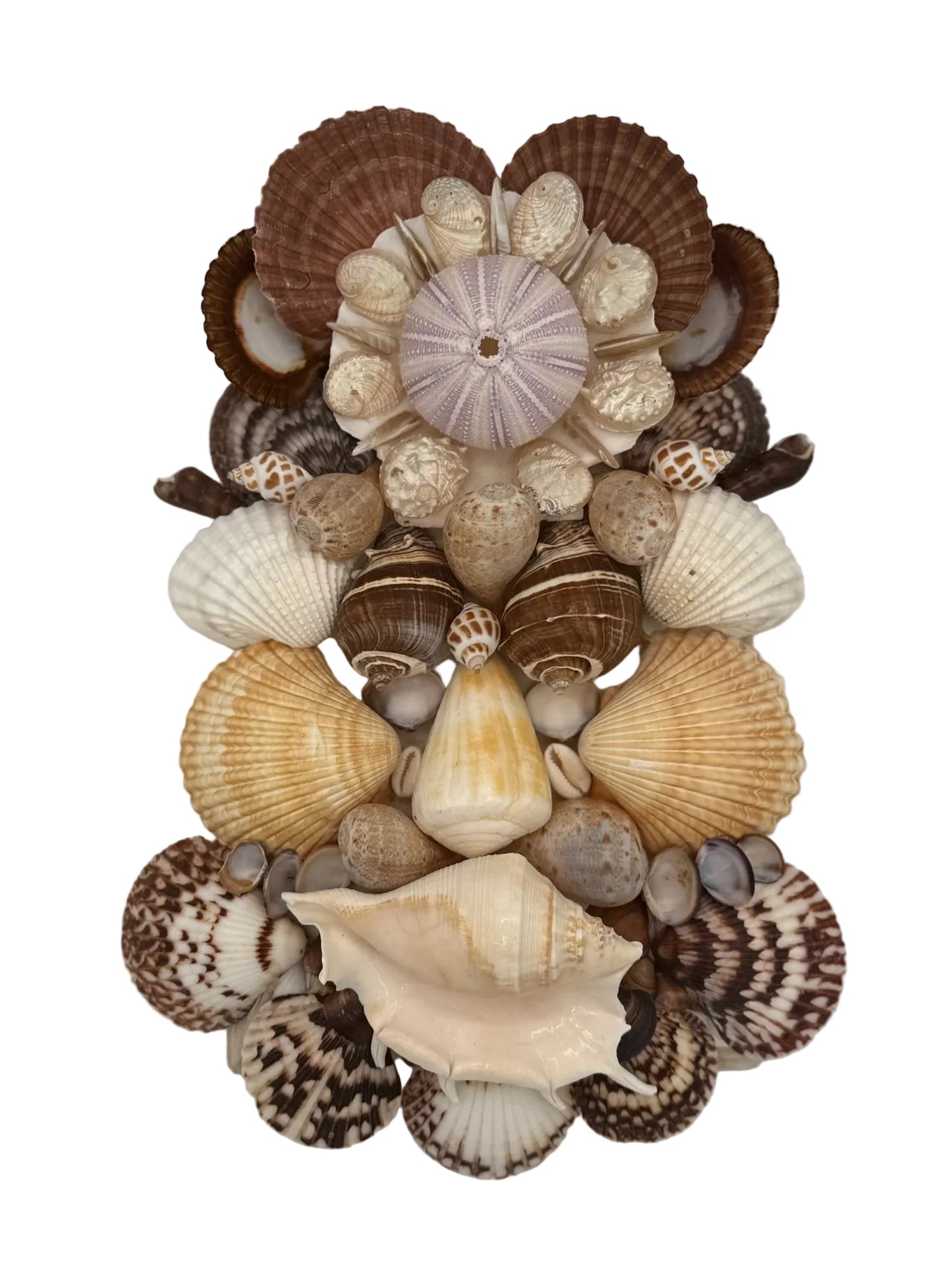 Shell Face