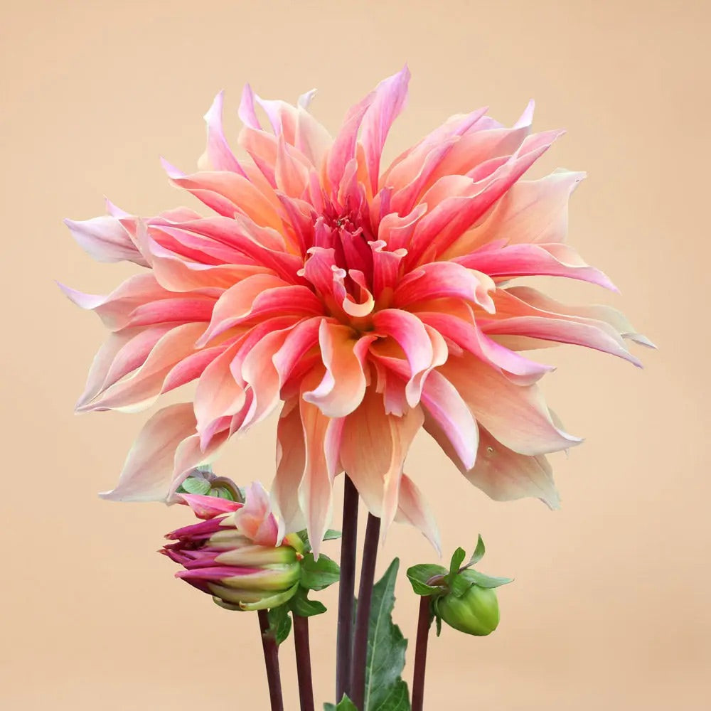 Dahlia Tuber Clump
