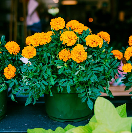 8" Marigold 2025