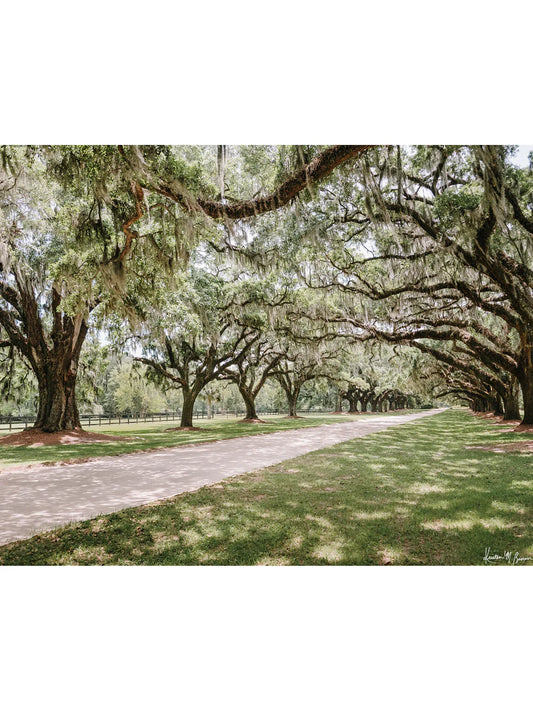 11x14 Oak Avenue