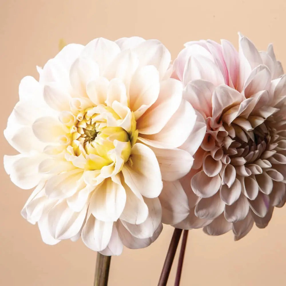 Dahlia Tuber Clump