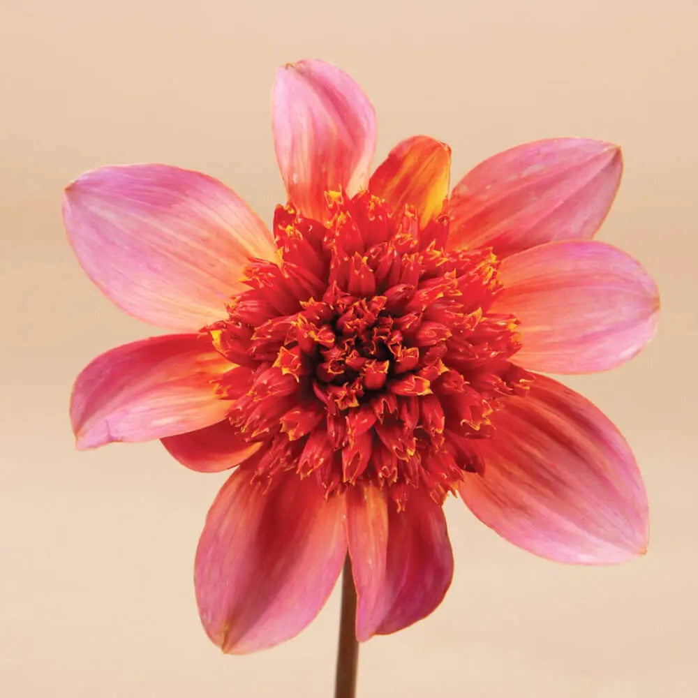 Dahlia Tuber Clump
