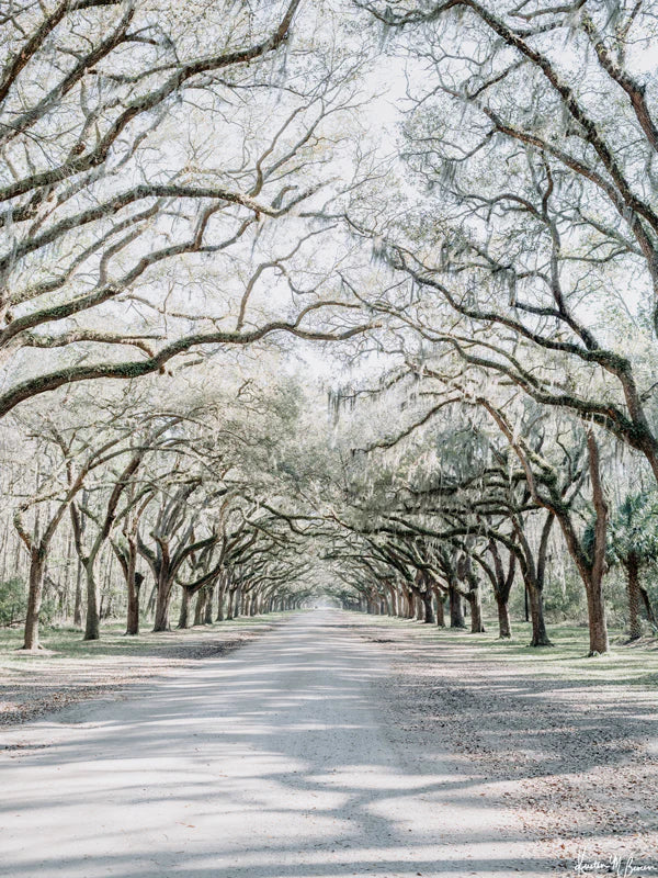 8x10 Wormsloe
