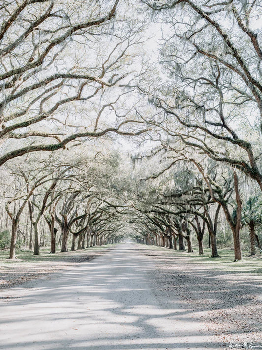 8x10 Wormsloe