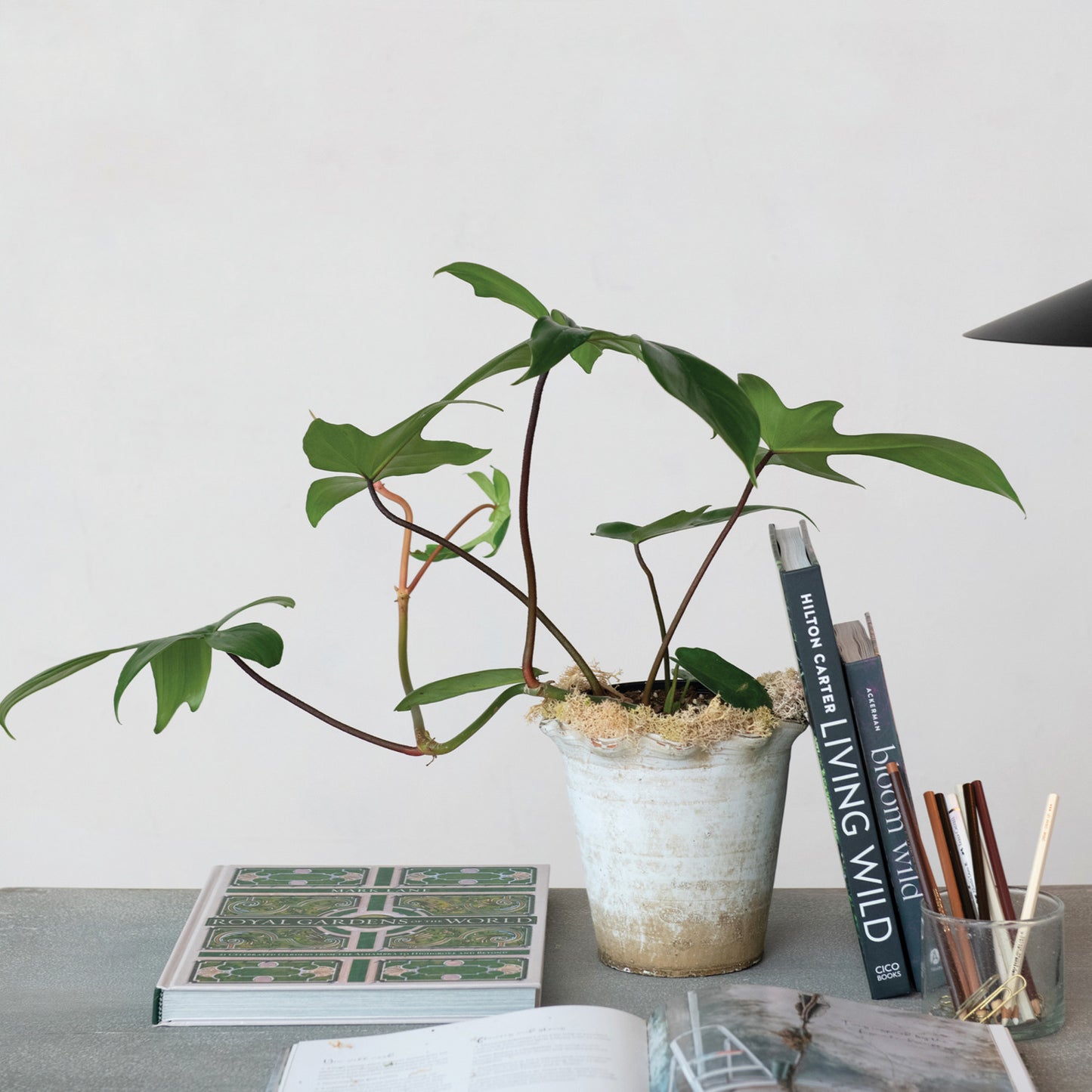 Ruffled Edge TerraCotta Planter