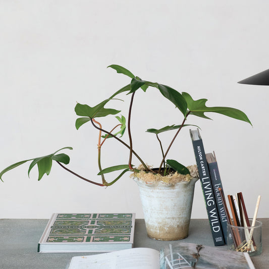 Ruffled Edge TerraCotta Planter