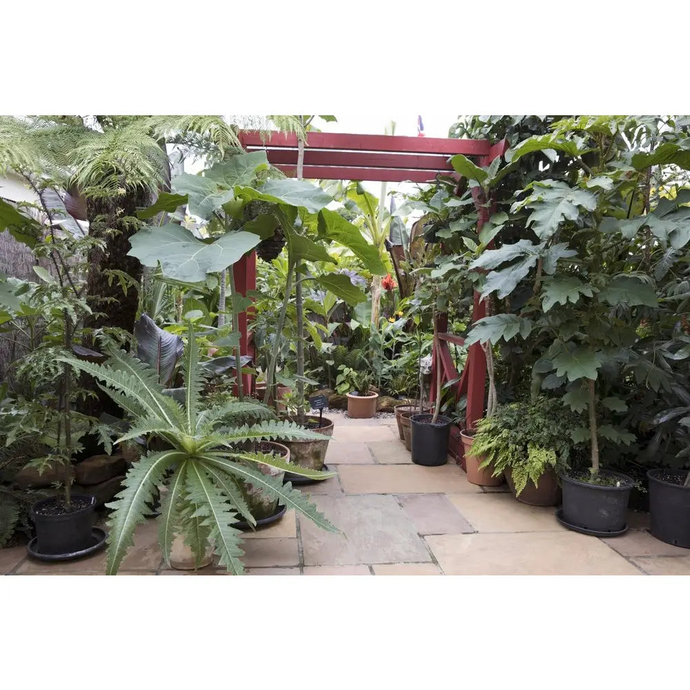 Jungle Garden