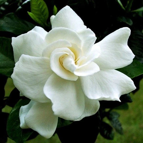 Sweet Gardenia Candle