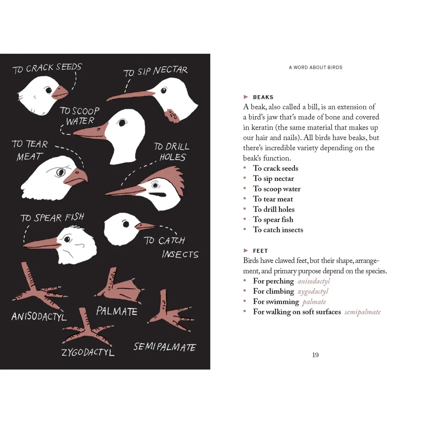 Pocket Nature: Bird-Watching
