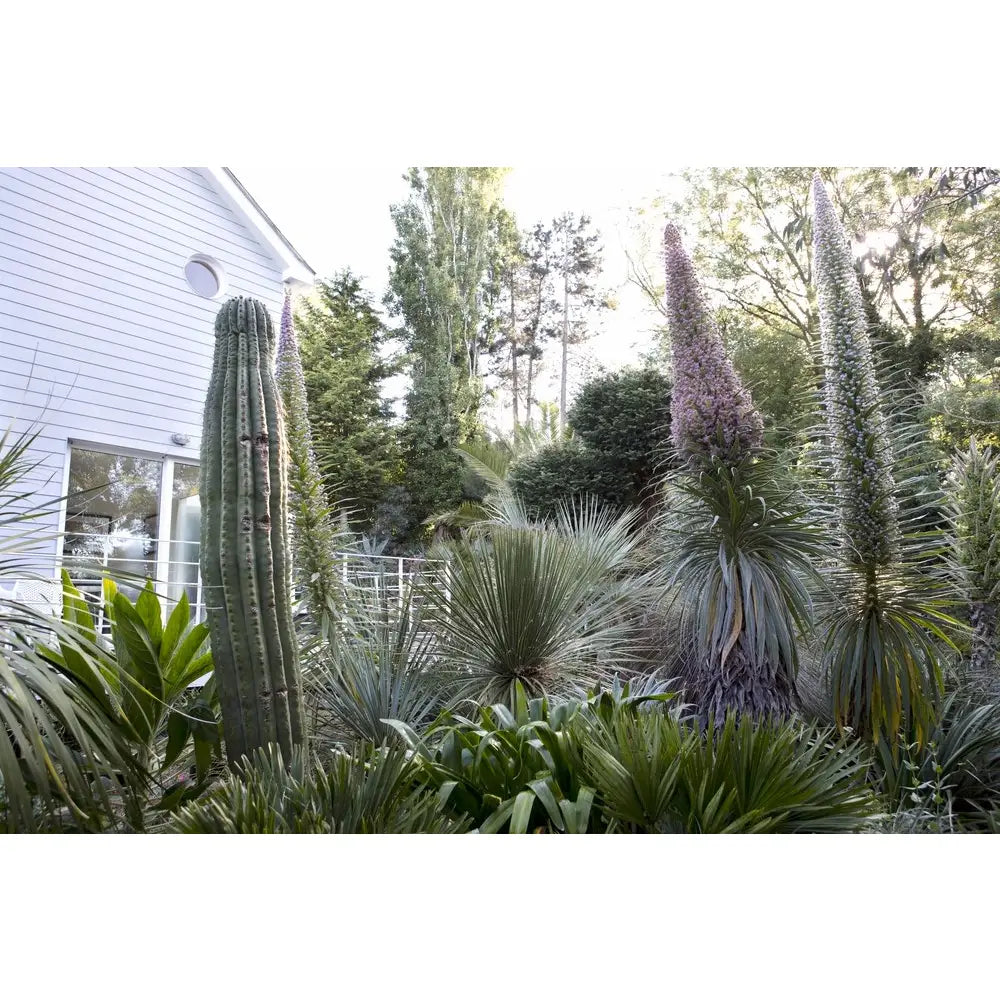 Jungle Garden