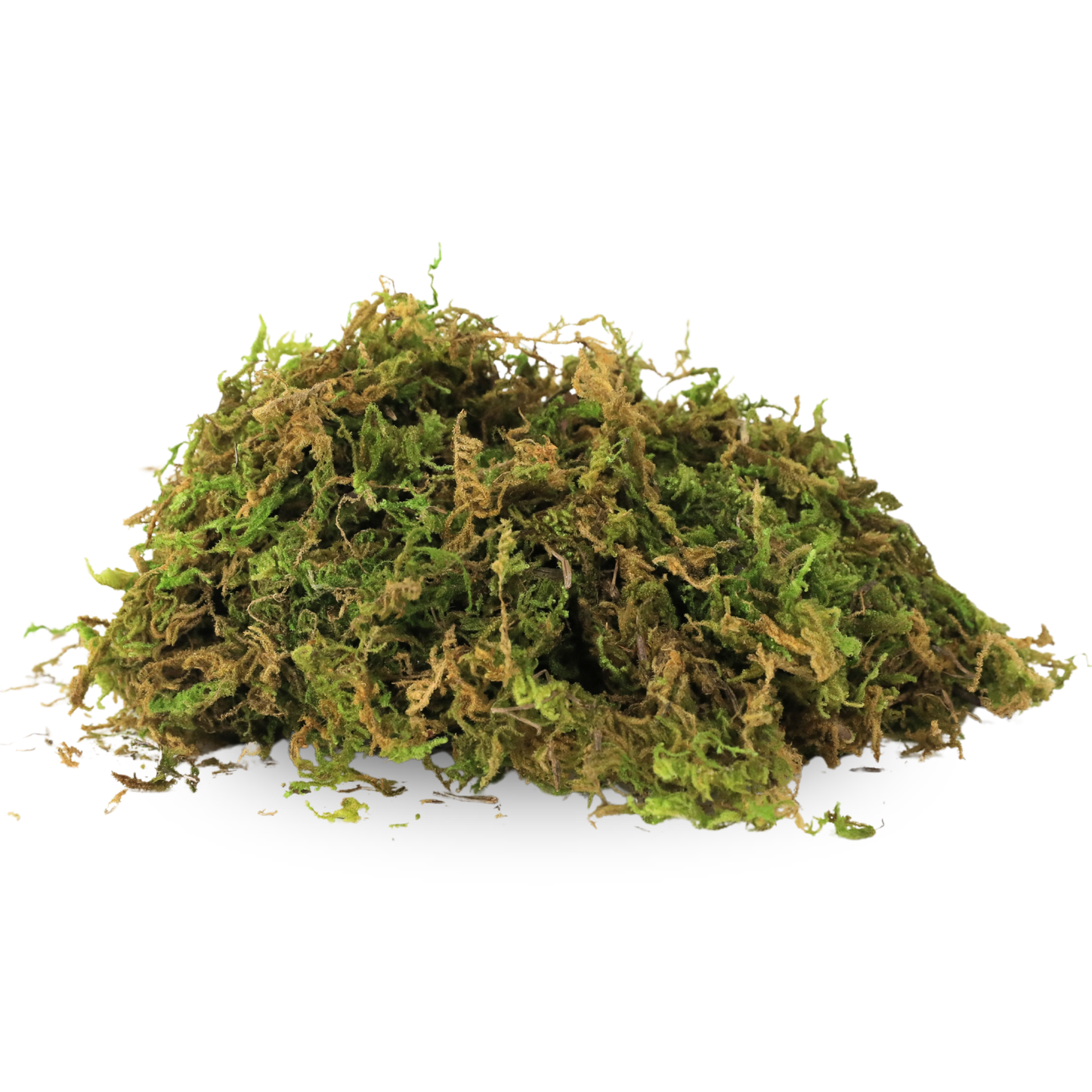 Natural Forest Moss