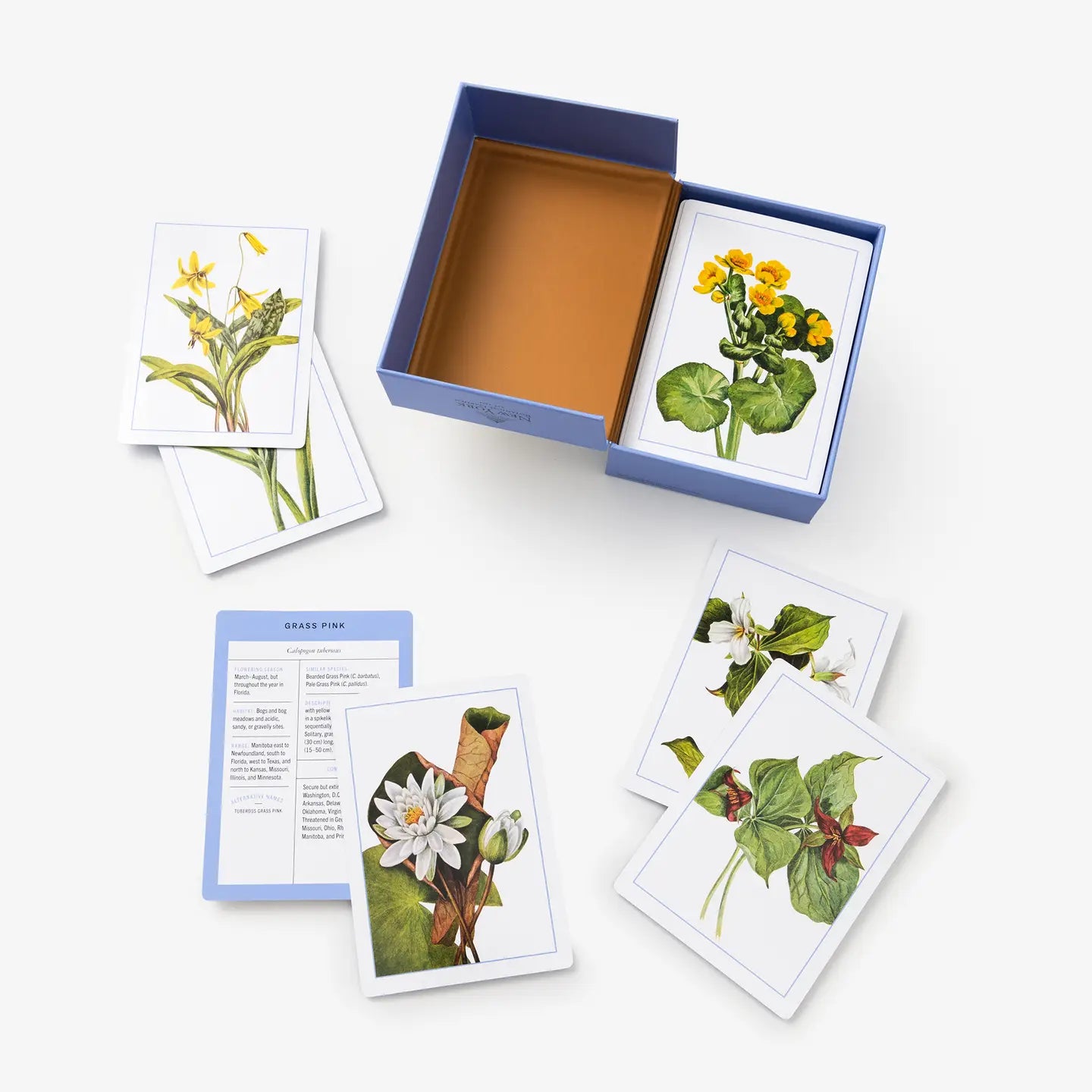 NY Wildflower Flashcards