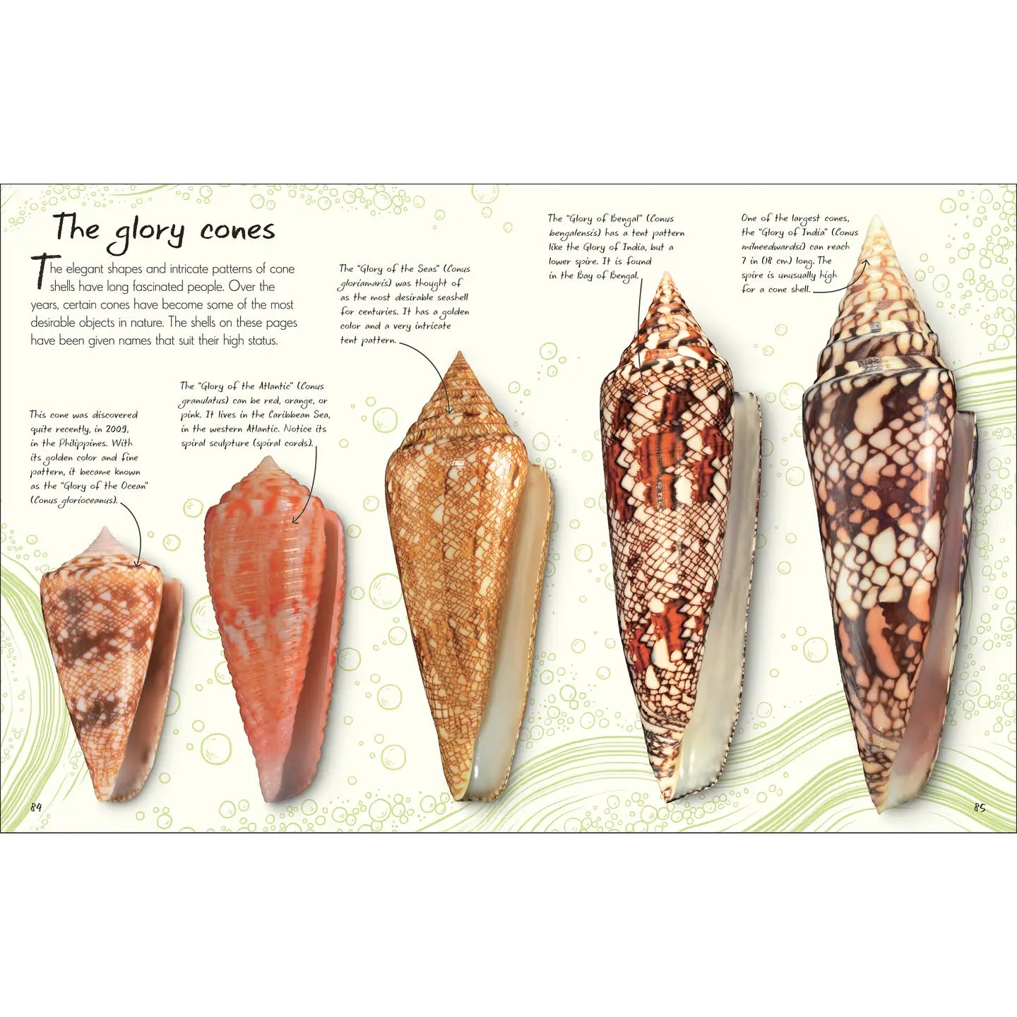 Anthology Shells