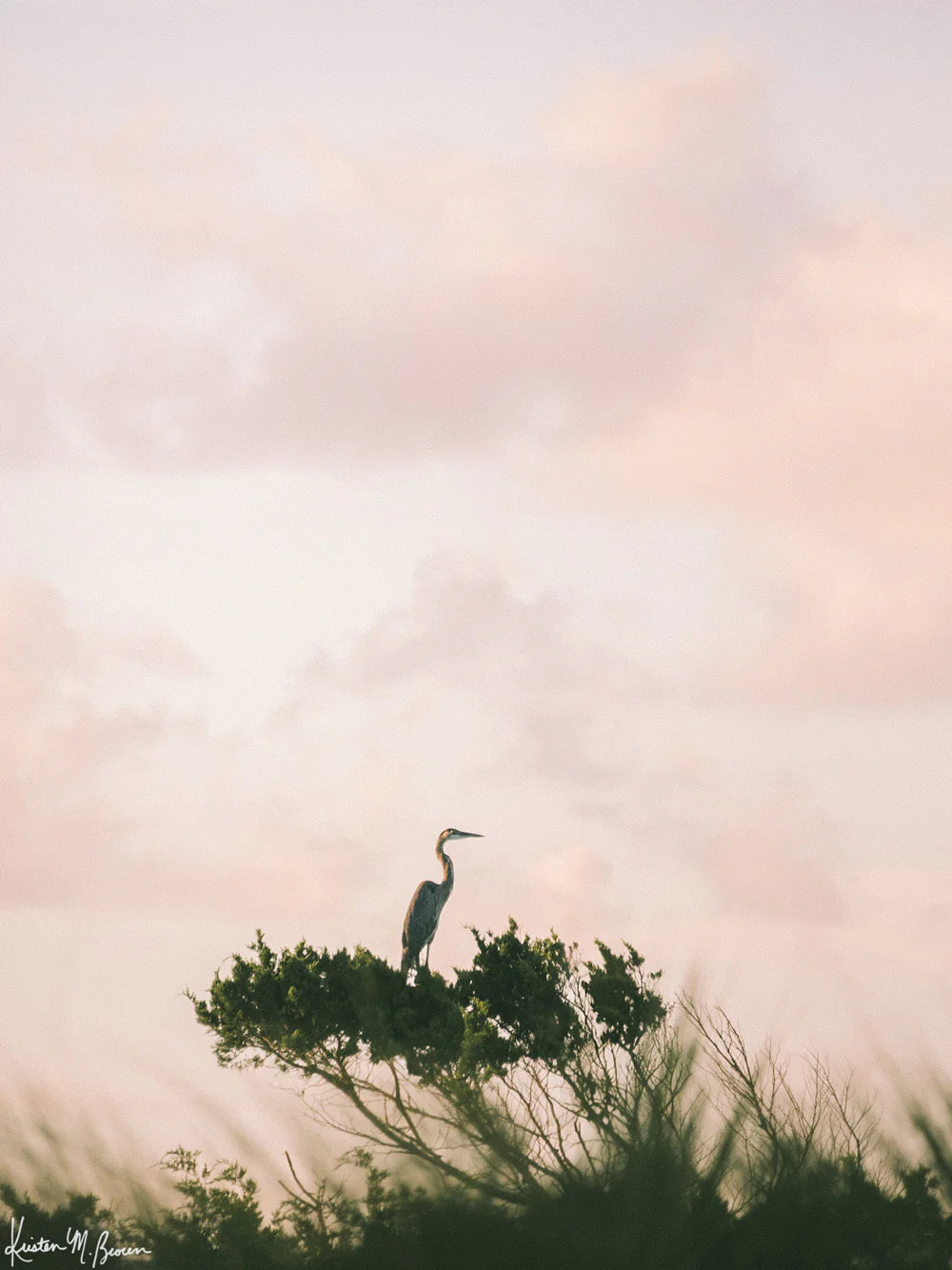 8x10 Egret en Rosé
