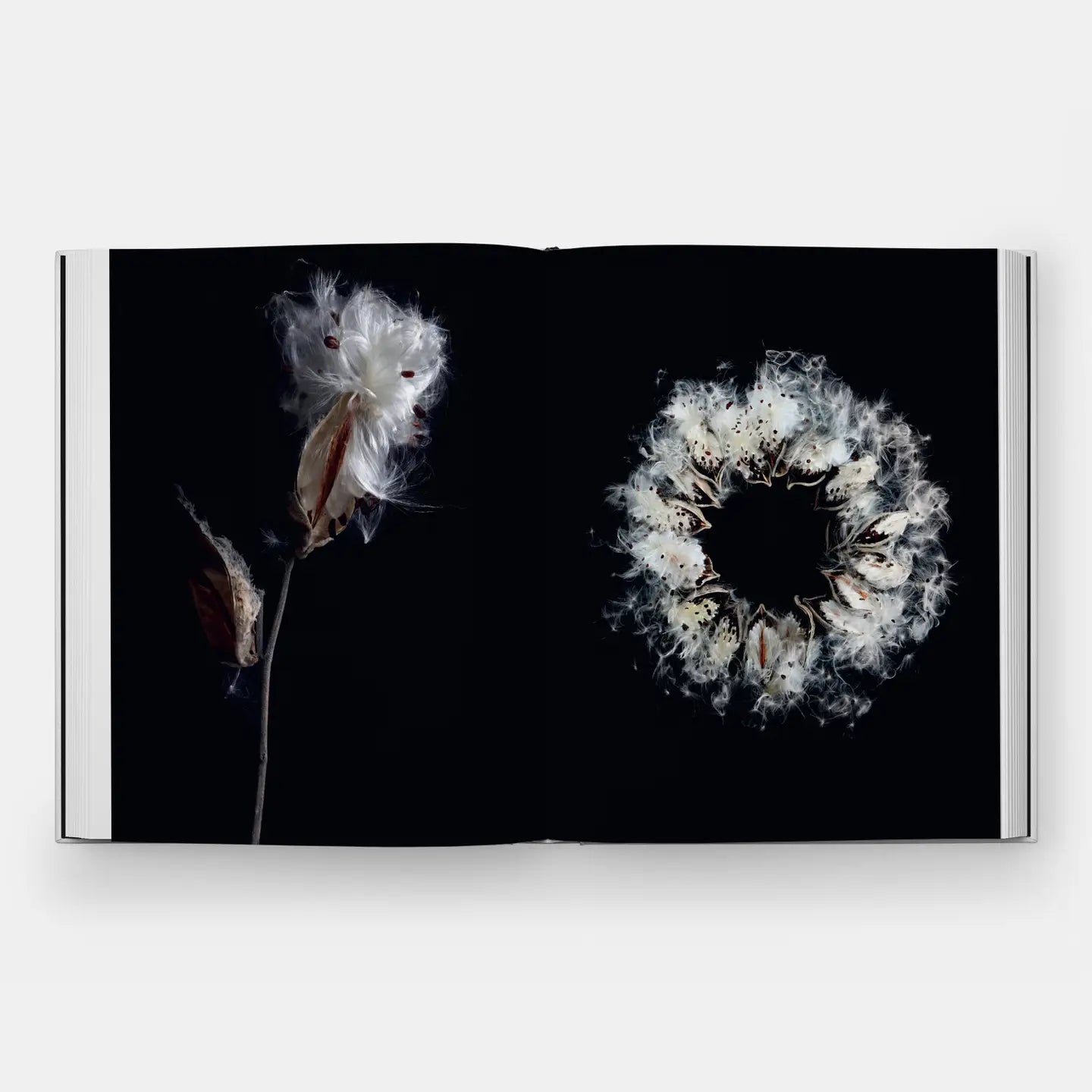 Still: The Art of Noticing
