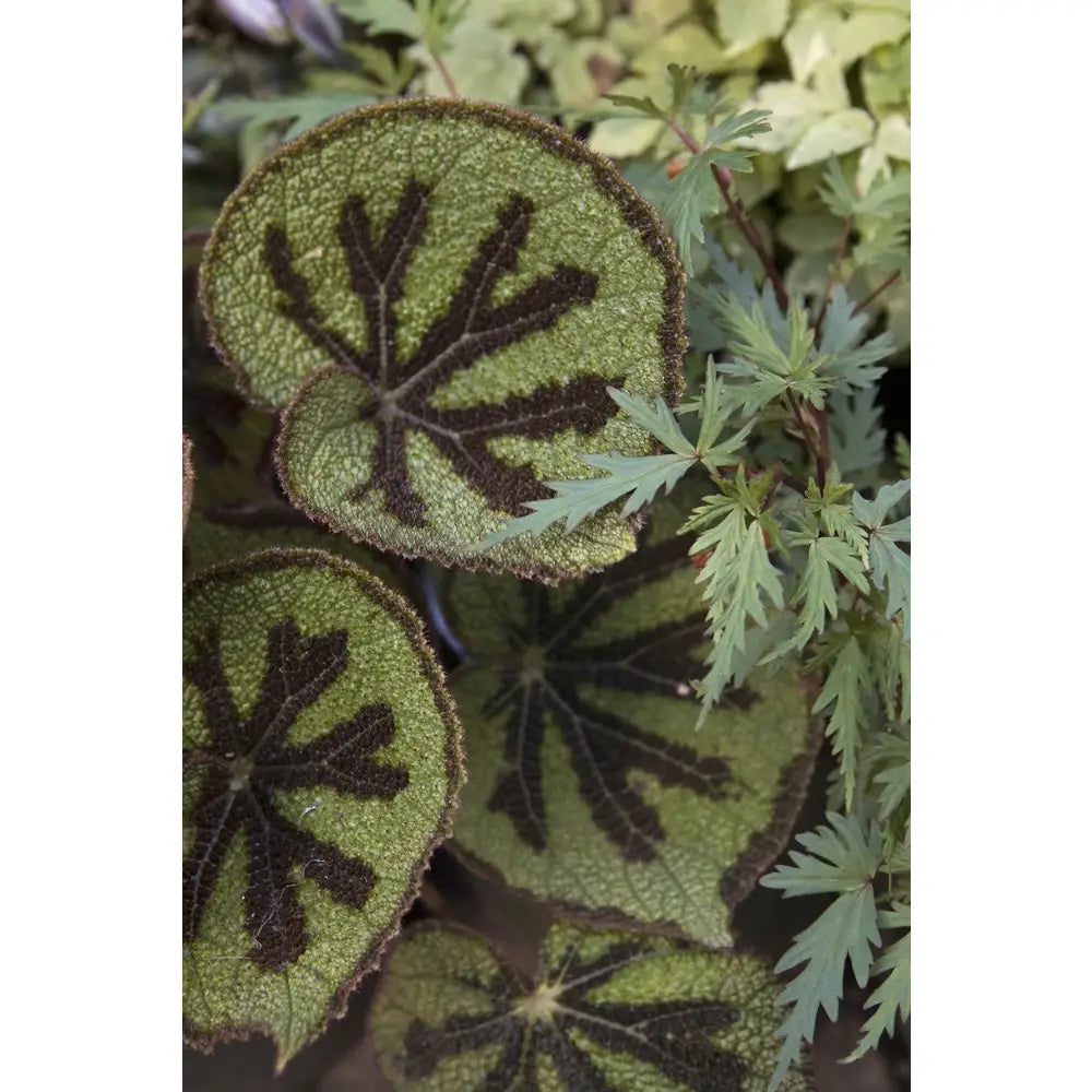Jungle Garden