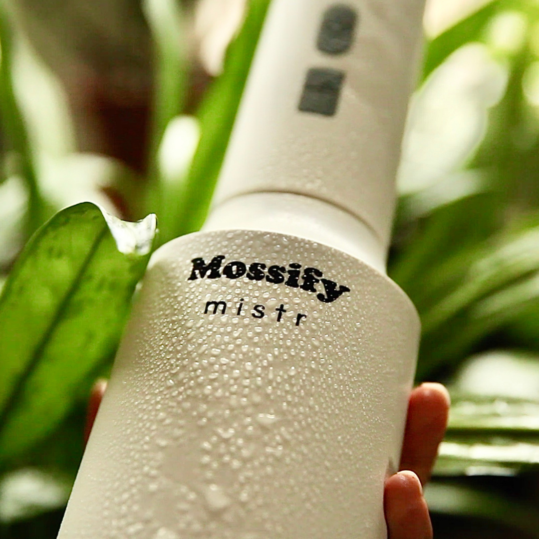 Mossify mistr
