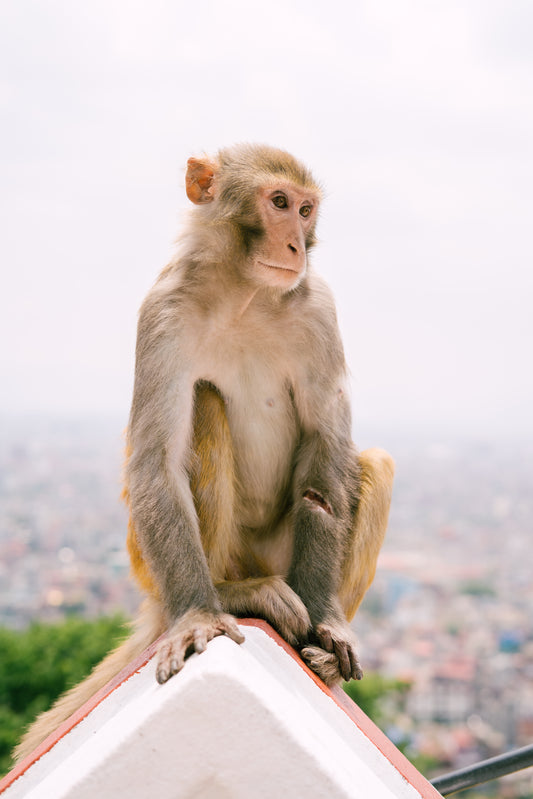 "Nepal Monkey"