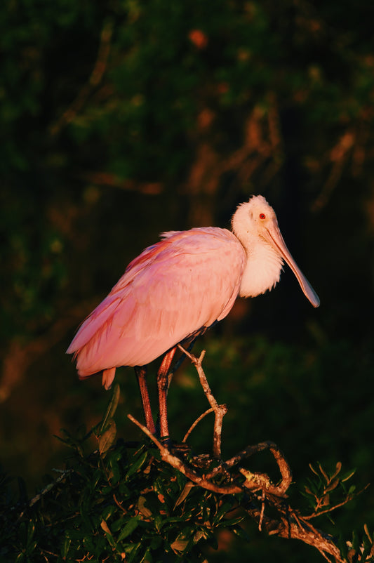 Roseate Spoonbill 11x14, unframed