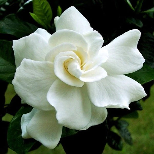 Sweet Gardenia Candle